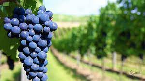 Vinícola Serra das Galés