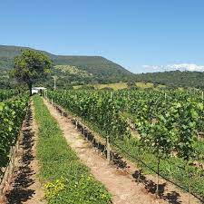 Vinícola Monte Castelo