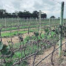 Vinícola São Patrício